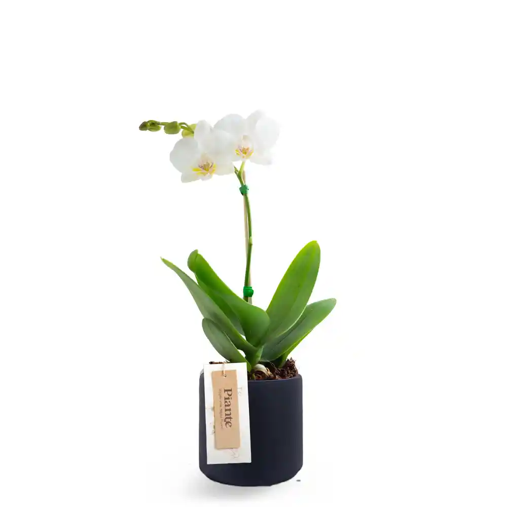 Orquidea Mini Premium Piante Arbelaez En Ceramica Negra