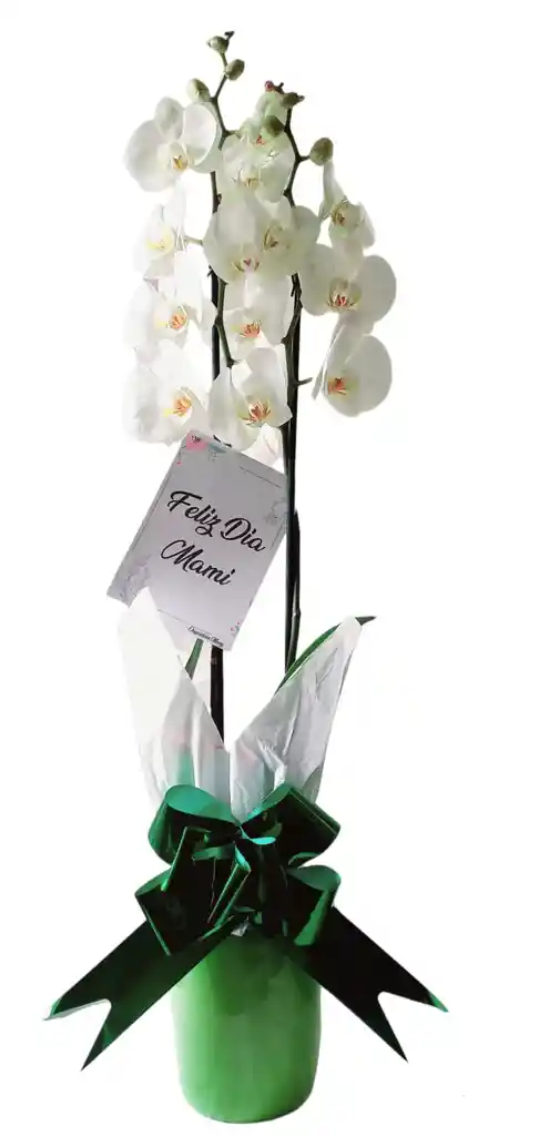 Orquidea De 2 Varas En Matera De Ceramica Colores Variados Oferta Amor Y Amistad