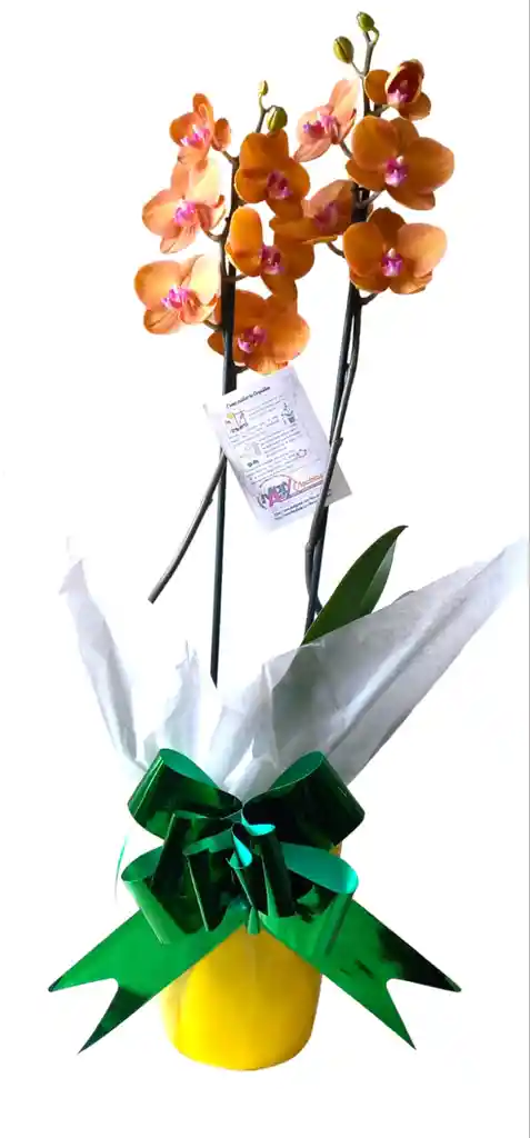 Orquidea De 2 Varas En Matera De Ceramica Colores Variados Oferta Amor Y Amistad