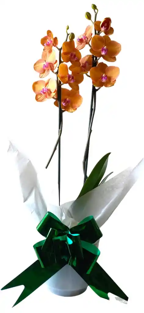 Orquidea De 2 Varas En Matera De Ceramica Colores Variados Oferta Amor Y Amistad