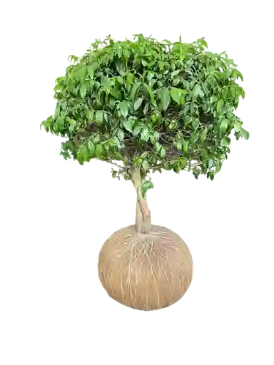 Kokedama Guayacan De Manizalez Xxl