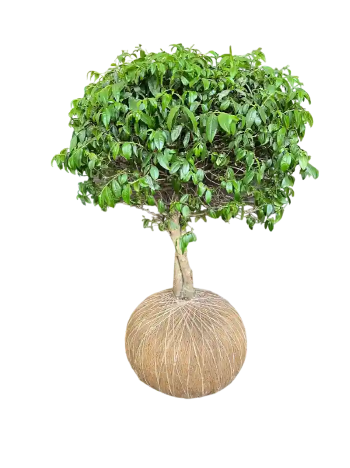 Kokedama Guayacan De Manizalez Xxl