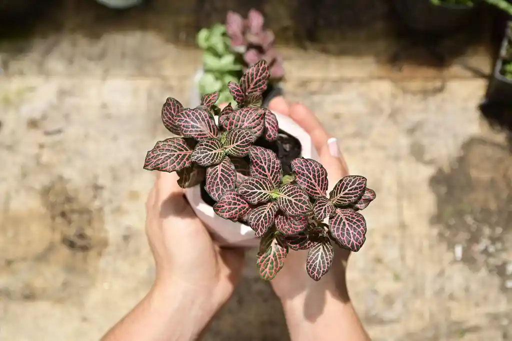 Una Matera Hexagonal En Concreto Con Plantas Vivas - Detalle Con Amor Para Regalo En Fecha Especial, Amor Y Amistad Cumpleaños, Aniversario, Condolencias, Graduación, Felicitación Y Agradecimiento.