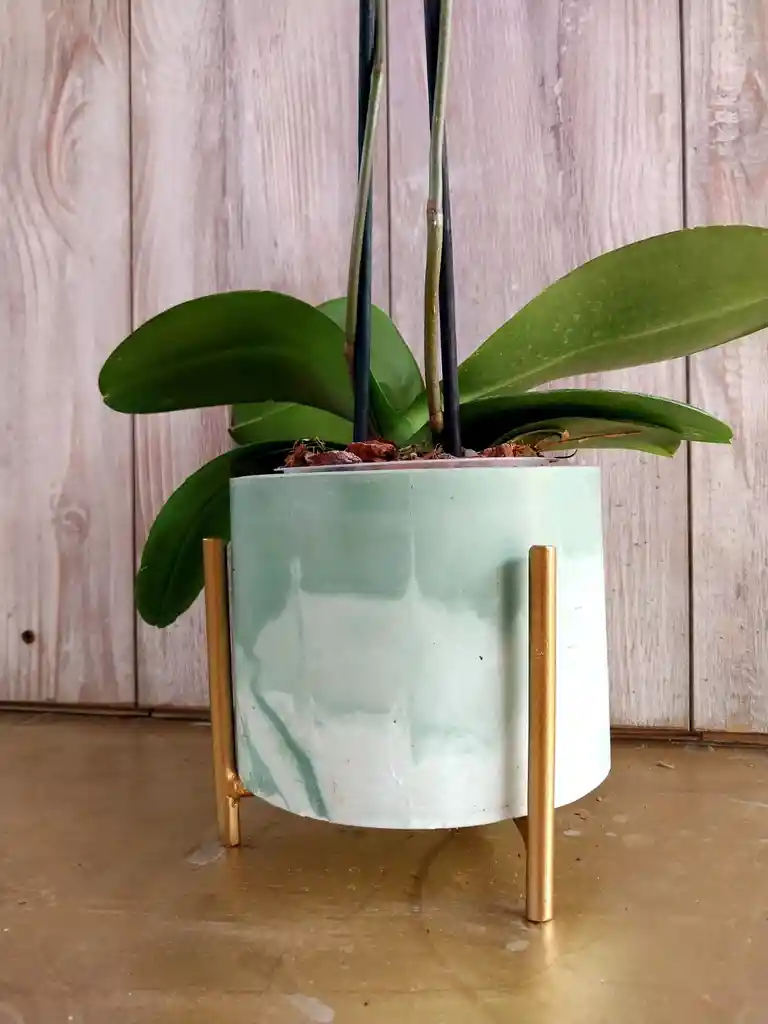 Flores - Una Orquidea Color Disponible En Matera Decorativa Y Soporte Metalico- Detalle Con Amor Para Regalo En Fecha Especial, Cumpleaños, Aniversarios, Condolencias, Graduación, Felicitación Y Agradecimiento.