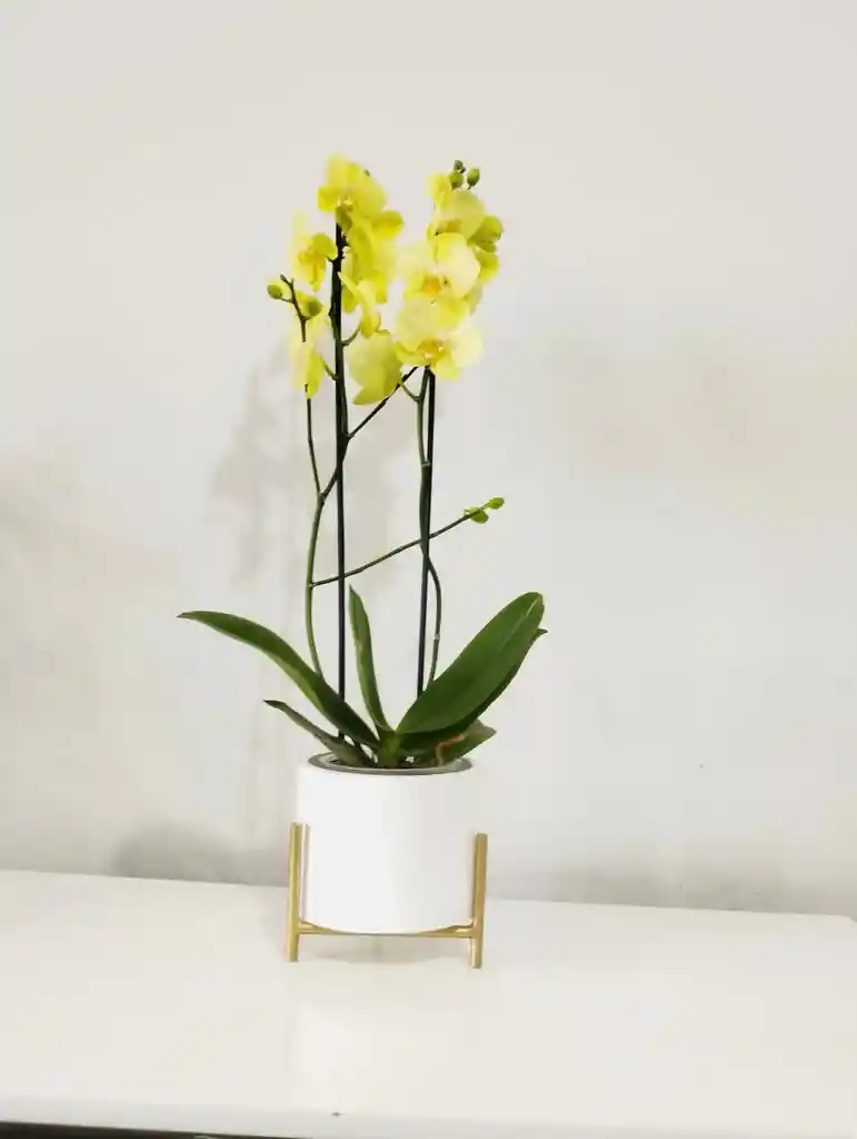 Flores - Una Orquidea Color Disponible En Matera Decorativa Y Soporte Metalico- Detalle Con Amor Para Regalo En Fecha Especial, Cumpleaños, Aniversarios, Condolencias, Graduación, Felicitación Y Agradecimiento.