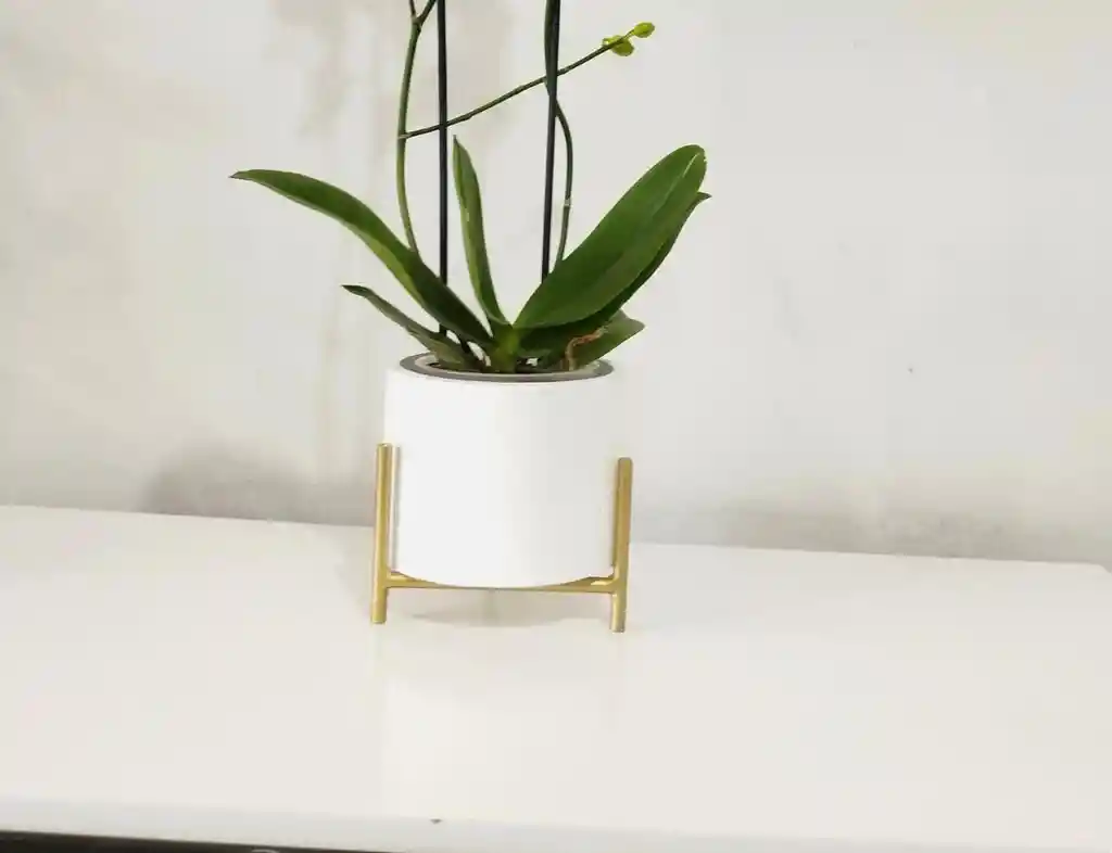 Flores - Una Orquidea Color Disponible En Matera Decorativa Y Soporte Metalico- Detalle Con Amor Para Regalo En Fecha Especial, Cumpleaños, Aniversarios, Condolencias, Graduación, Felicitación Y Agradecimiento.