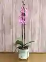 Flores - Una Orquidea Color Disponible En Matera Decorativa Y Soporte Metalico- Detalle Con Amor Para Regalo En Fecha Especial, Cumpleaños, Aniversarios, Condolencias, Graduación, Felicitación Y Agradecimiento.
