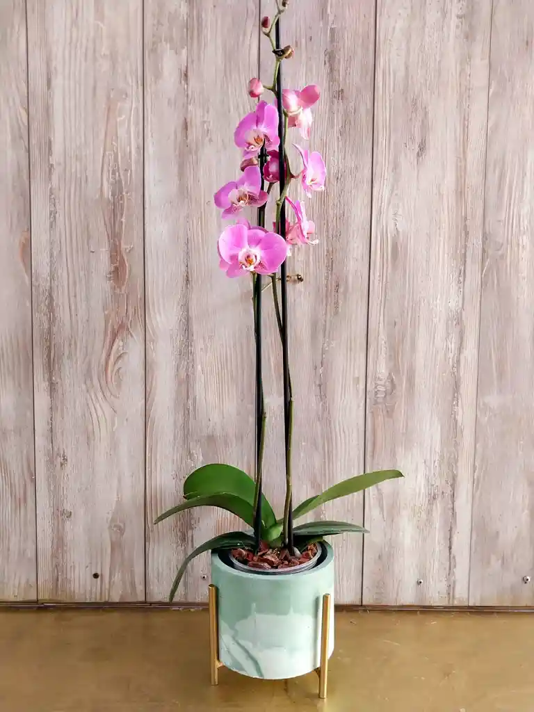 Flores - Una Orquidea Color Disponible En Matera Decorativa Y Soporte Metalico- Detalle Con Amor Para Regalo En Fecha Especial, Cumpleaños, Aniversarios, Condolencias, Graduación, Felicitación Y Agradecimiento.