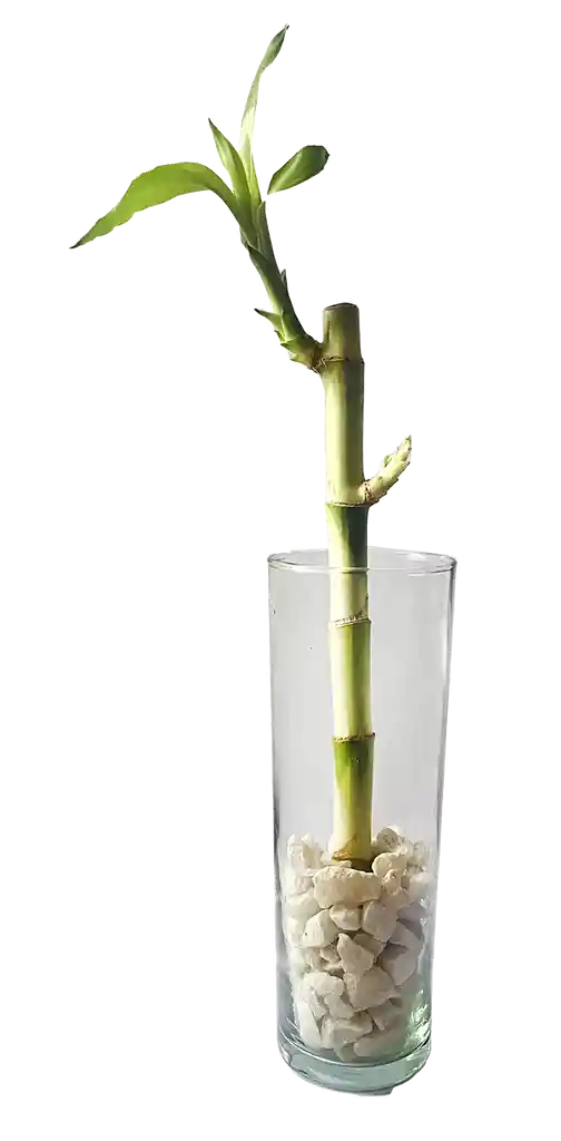 Lucky Bamboo Liso + Cilindro De Vidrio