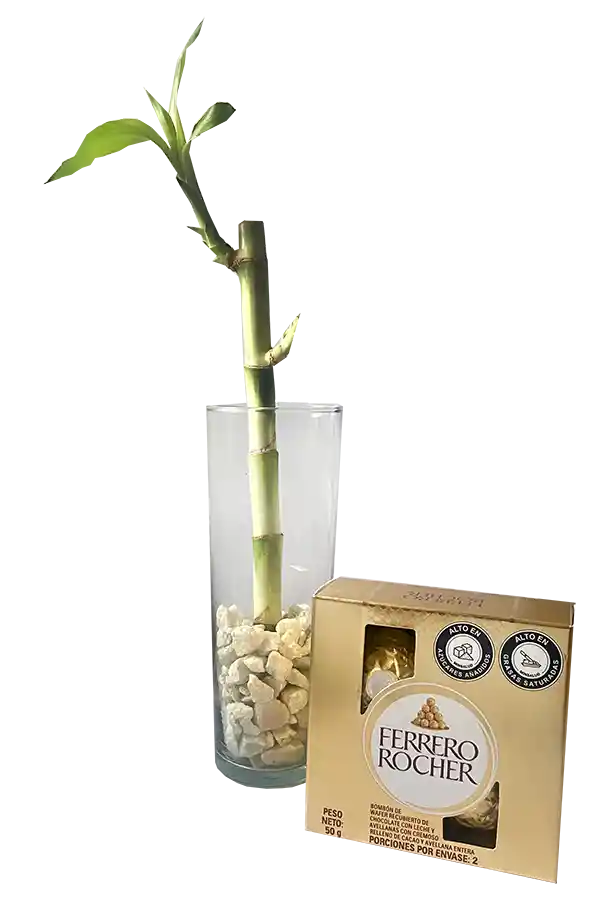 Lucky Bamboo Liso + Chocolates