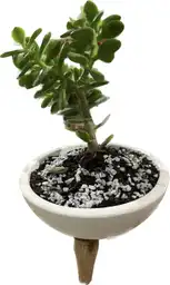 Jade Plantado