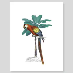 Lámina/ Afiche Escribana Guacamaya Para Enmarcar. -tamaño: 28 X 21,5cm -marco No Incluido