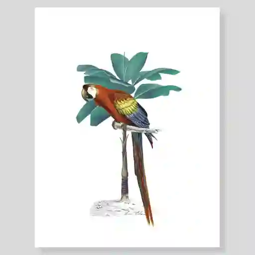 Lámina/ Afiche Escribana Guacamaya Para Enmarcar. -tamaño: 28 X 21,5cm -marco No Incluido