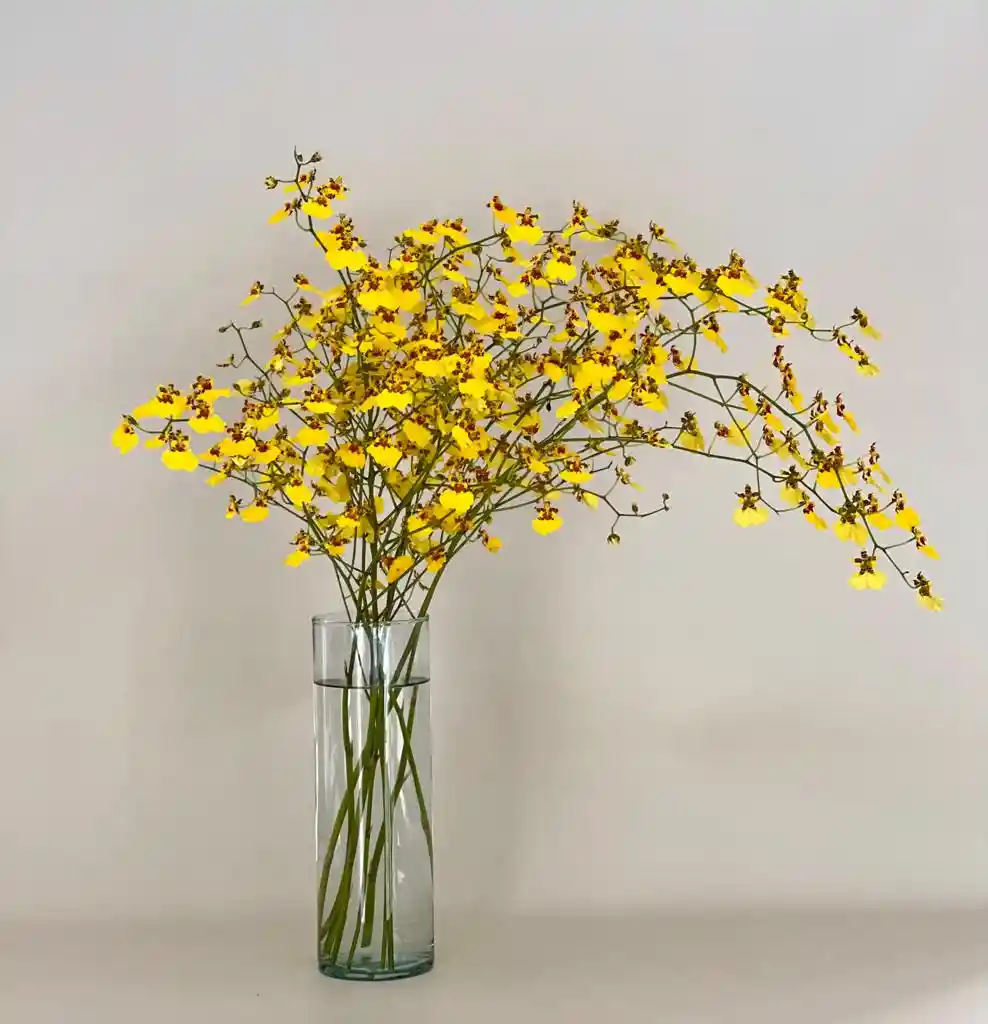 Orquidea Oncidium Bouquet