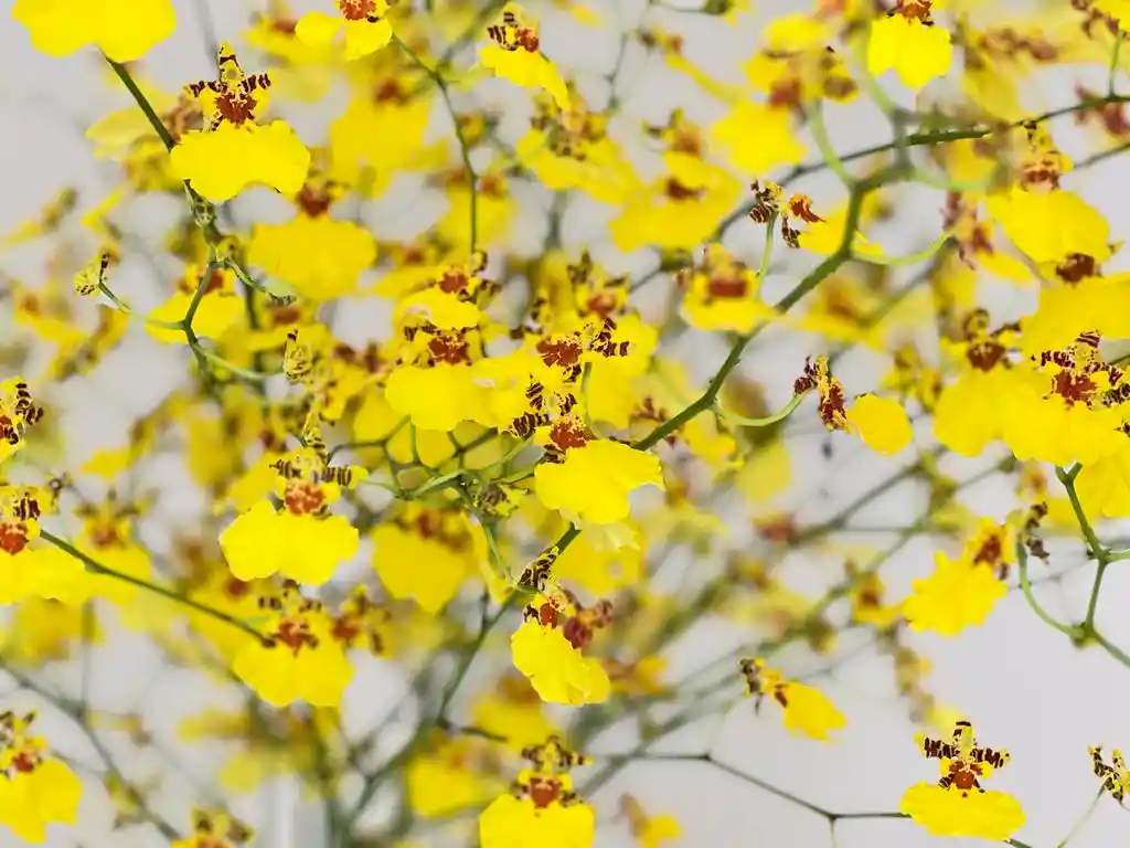 Orquidea Oncidium Bouquet