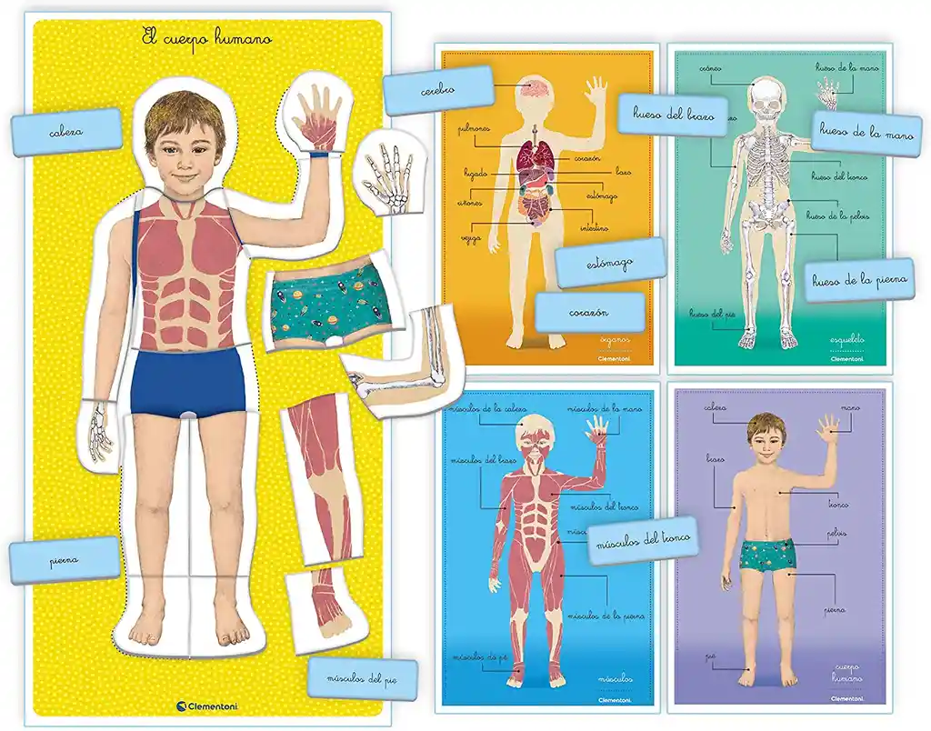 Juego Didáctico Montessori Aprendiendo El Cuerpo Humano Niño