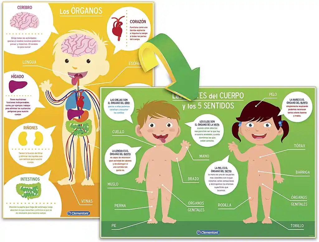 Rompecabezas Niños El Cuerpo Humano 8 En 1 Modelo Anatómico