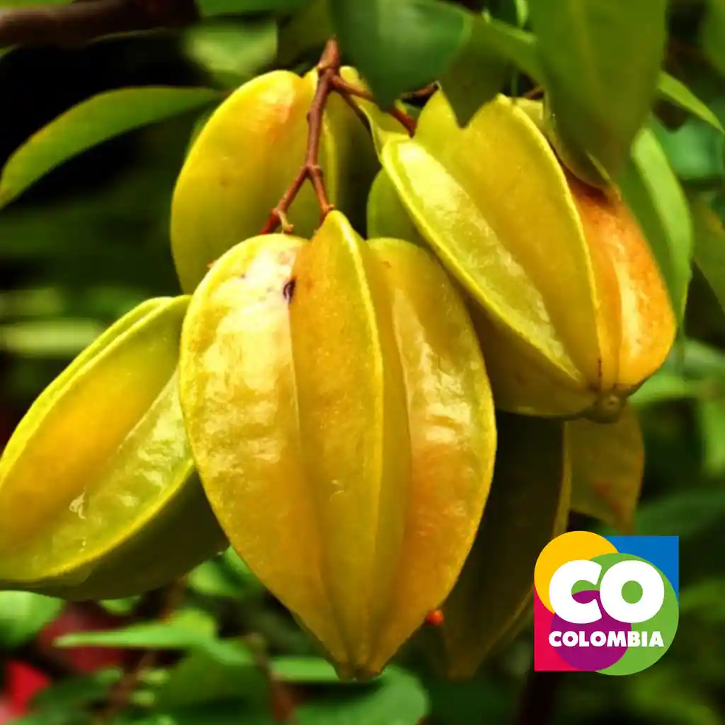 Carambola O Fruta Estrella Carambolo Por Libra