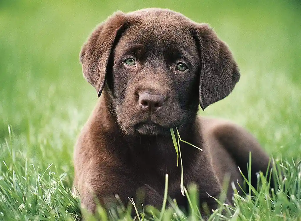 Rompecabezas 500 Piezas Perro Cachorro Labrador Clementoni