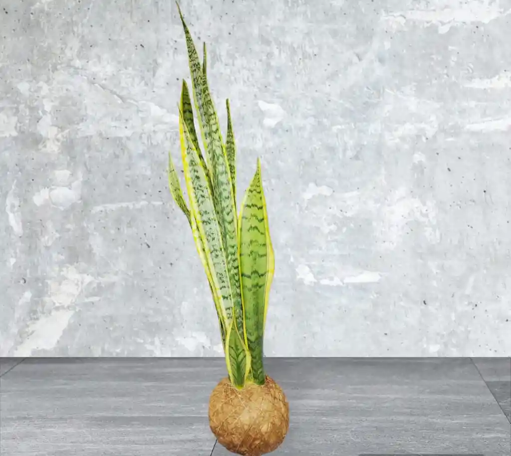 Kokedama Sansevieria O Lengua De Suegra.