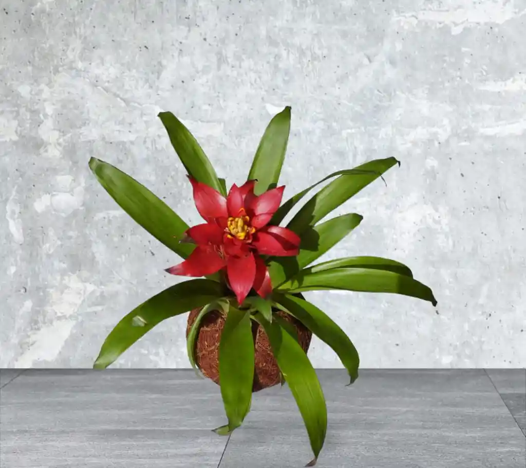 Kokedama Guzmania