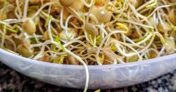 Semillas Lenteja Verde Gastronomia Vegano Vegetal Comida Germinado