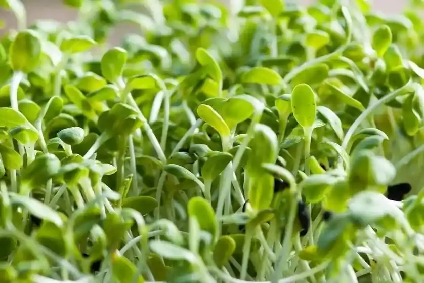 Semillas Alfalfa Gastronomia Vegano Vegetal Comida Jardin Germinado