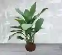 Kokedama Dolar