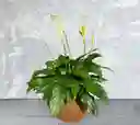 Kokedama Vela Del Viento