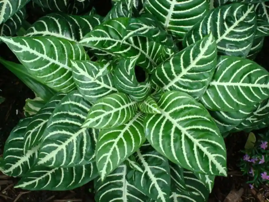 Planta Afelandra