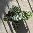 Kokedama Calathea Papelillo