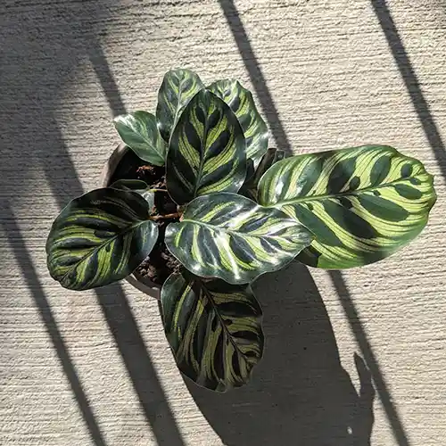 Kokedama Calathea Papelillo