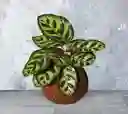 Kokedama Calathea Papelillo
