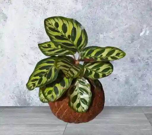 Kokedama Calathea Papelillo