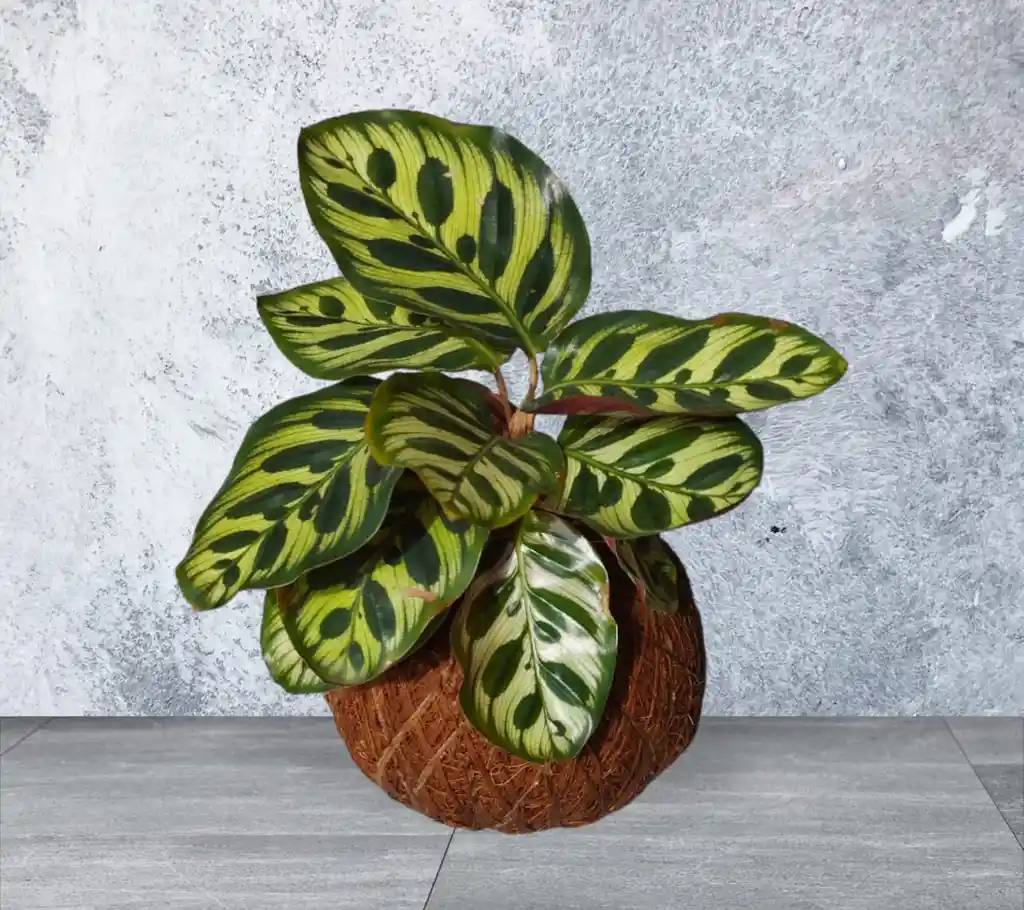 Kokedama Calathea Papelillo