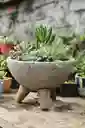 Jardin Con Variedad De Suculentas En Matera De Concreto Con Patitas - Detalle Con Amor Para Regalo En Fecha Especial, Navidad, Cumpleaños, Aniversario, Condolencias, Graduación, Felicitaciones Y Agradecimiento.