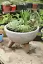 Jardin Con Variedad De Suculentas En Matera De Concreto Con Patitas - Detalle Con Amor Para Regalo En Fecha Especial, Navidad, Cumpleaños, Aniversario, Condolencias, Graduación, Felicitaciones Y Agradecimiento.