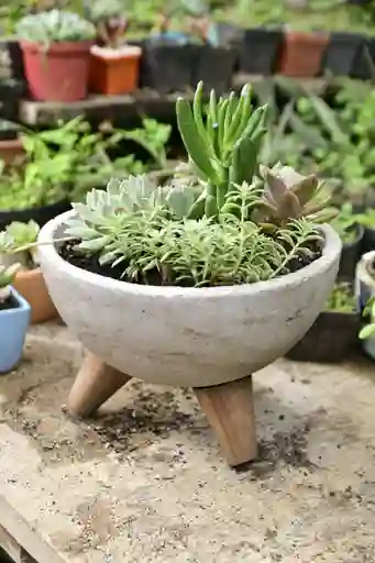 Jardin Con Variedad De Suculentas En Matera De Concreto Con Patitas - Detalle Con Amor Para Regalo En Fecha Especial, Navidad, Cumpleaños, Aniversario, Condolencias, Graduación, Felicitaciones Y Agradecimiento.