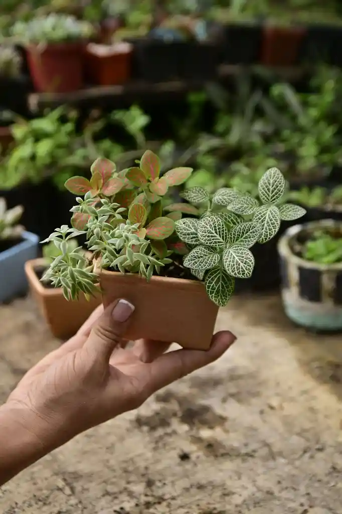 Miniterrario Con Variedad De Plantas Vivas - Detalle Con Amor Para Regalo En Fecha Especial, Amor Y Amistad, Cumpleaños, Aniversarios, Condolencias, Graduación, Felicitación Y Agradecimiento.