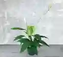 Planta Vela Del Viento Matera.