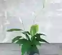 Planta Vela Del Viento Matera.