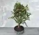 Bonsái Arbol De Jade