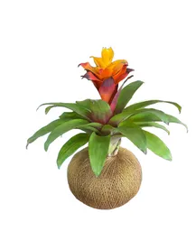 Bromelia En Kokedama