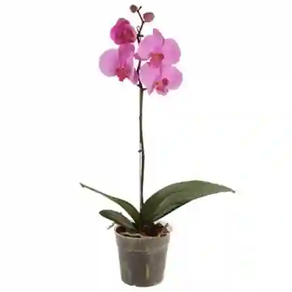 Orquídea Morada