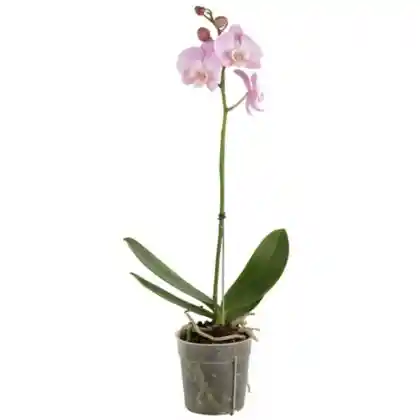 Orquídea Rosada