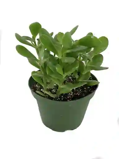 Planta Jade Exterior