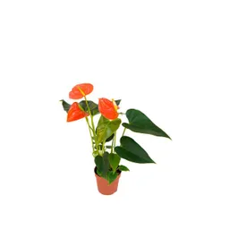 Planta Anturio