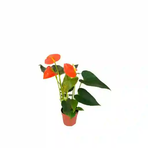 Planta Anturio