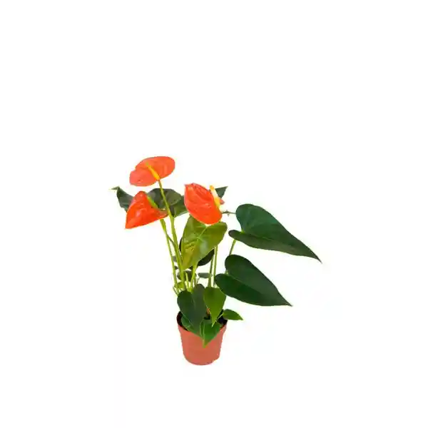 Planta Anturio