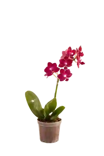 Orquídea Mini Supreme